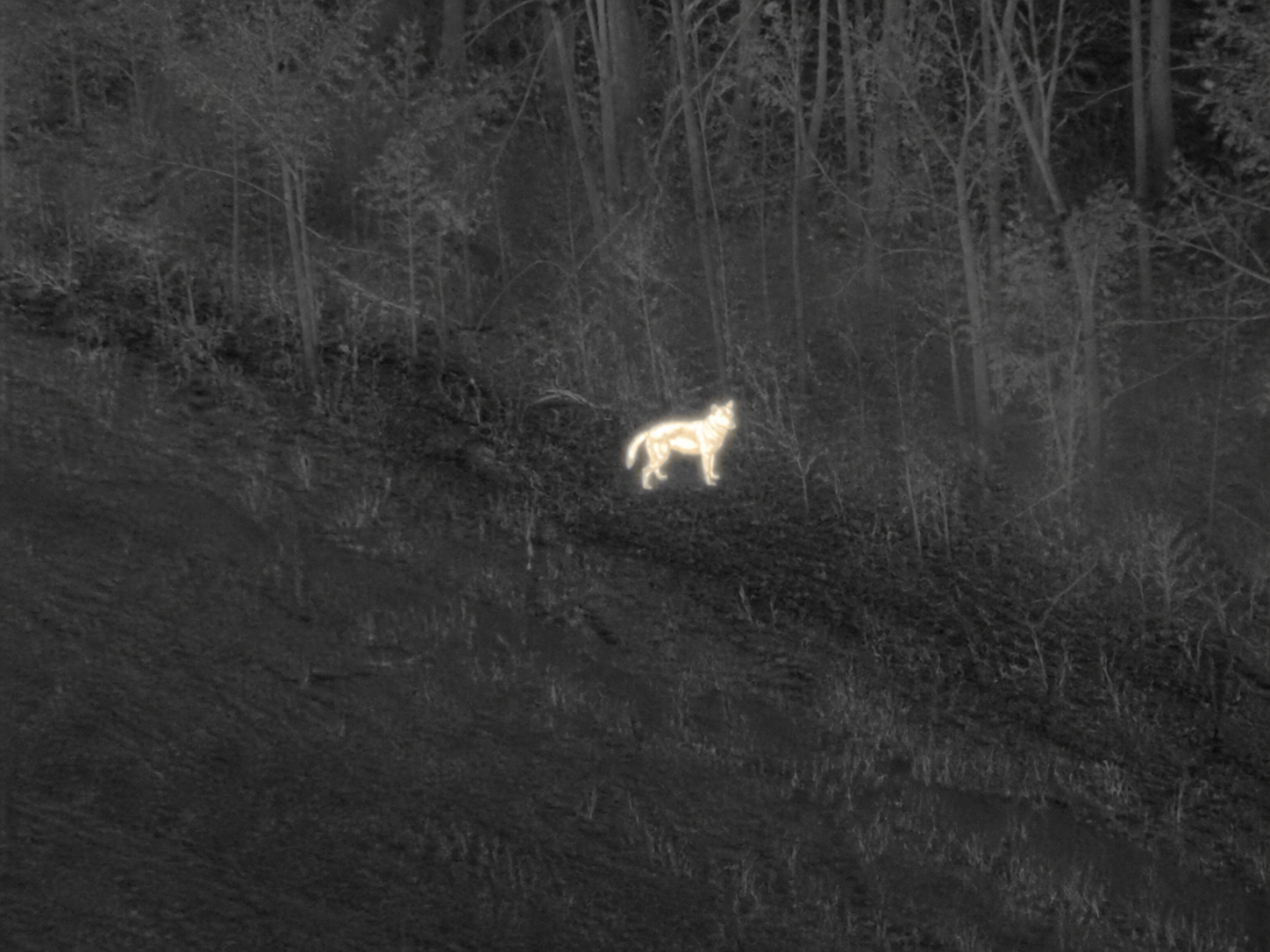 Realistic aerial thermal-camera view of a dog near a forest edge